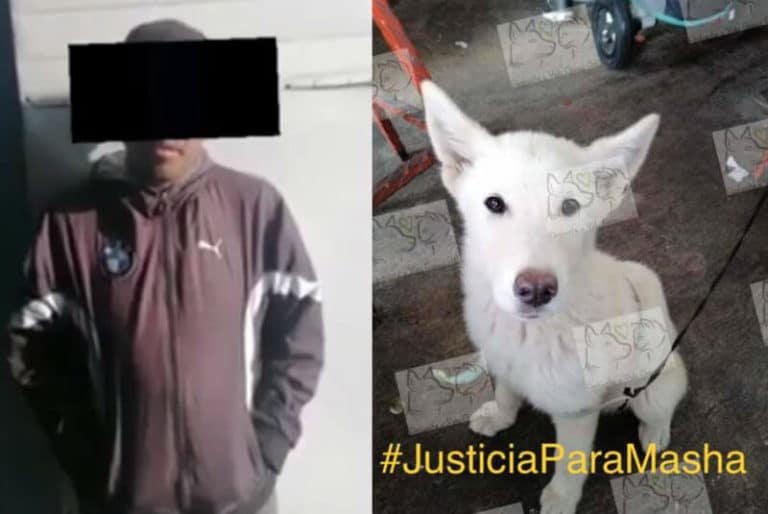 Sujeto que mató a perrita "Masha" confiesa sus motivos #VIDEO