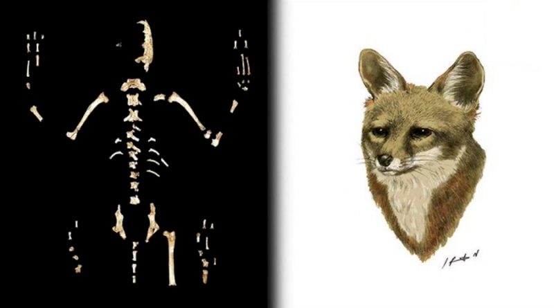 Nueva especie de zorro descubren investigadores de la UNAM