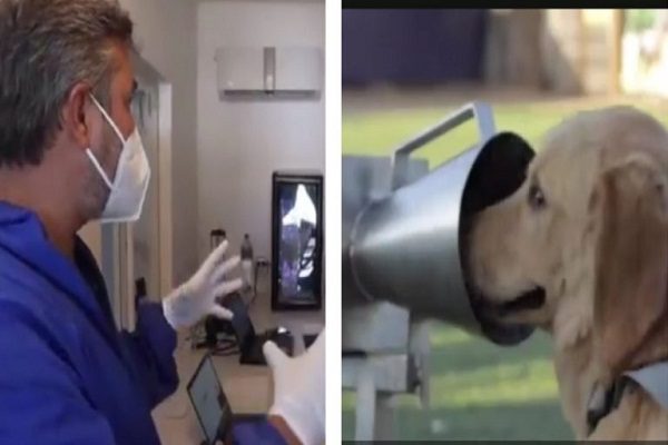 Entrenan brigada de perros detecta Covid-19 en Sonora #VIDEO