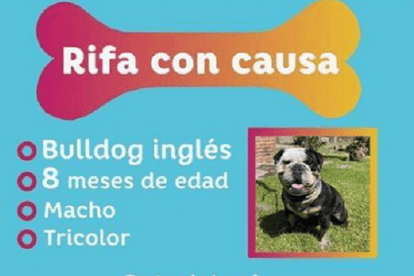 Denuncian rifa de perro en DIF de Jalisco