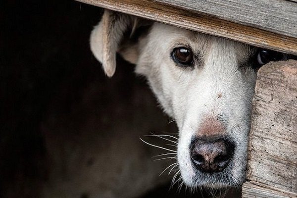 Coahuila castigará la zoofilia hasta con seis años de cárcel