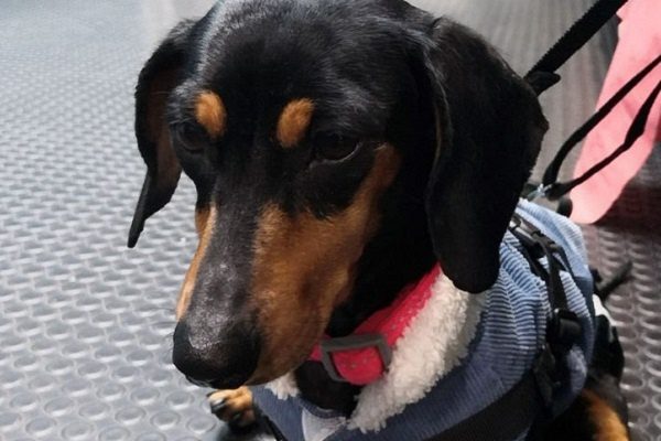 Roban refugio de perros en CDMX. Se llevan medicamentos, croquetas y golpean a los canes