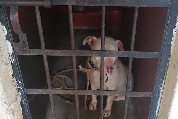 Autoridades de comunidad oaxaqueña encarcelan perro pitbull sin motivo