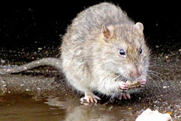 Joven de 16 años toma veneno para ratas y causa la muerte de su bebé tras pelea marital