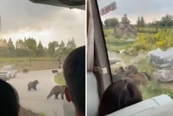 Visitantes a reserva ecológica graban mortal ataque de osos a cuidador #VIDEO