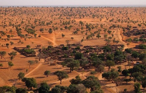 Sorprende a científicos el crecimiento de más de 1,800 millones de árboles en el desierto del Sahara
