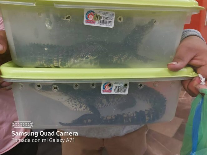 Detienen a dos hombre en el Metro, que llevaban cocodrilos en cajas