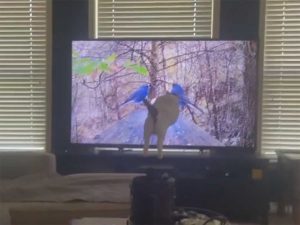 Graban a gato que se estrella contra la televisión al querer atrapar unas aves #VIDEO