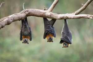 Los murciélagos practican el “distanciamiento social” cuando están enfermos
