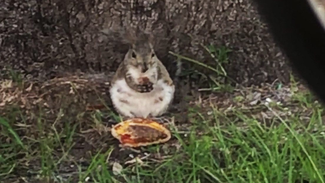 Se viraliza #VIDEO de ardilla comiendo una hamburguesa con queso