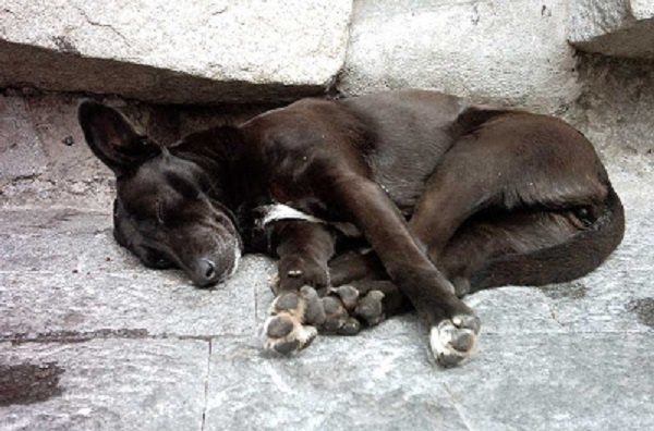 Asesinan a un hombre en venganza por haber matado la mascota de una vecina