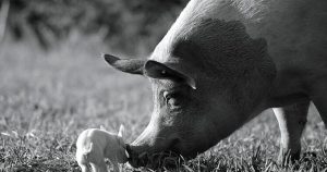Protagonizada por un cerdo, la película “Gunda” gana Premio de Festival de Hamburgo