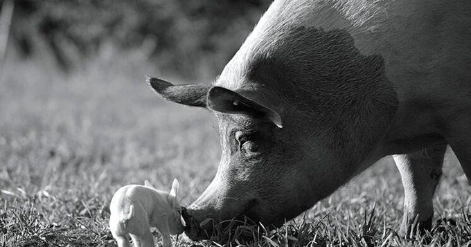 Protagonizada por un cerdo, la película "Gunda" gana Premio de Festival de Hamburgo