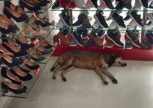 Clienta maltrata a perrito que se refugiaba en una zapatería y termina siendo corrida