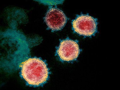 Coronavirus habría nueva forma de replicarse en tejidos, afirma estudio