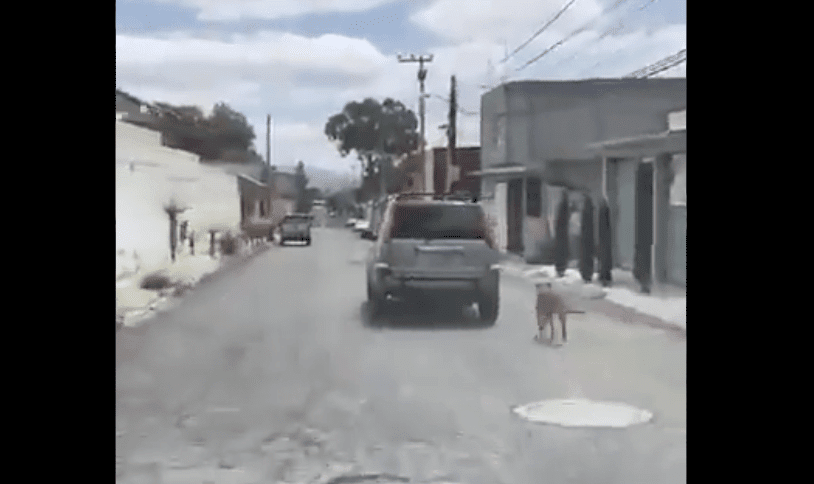 Denuncian maltrato a perrito en Hidalgo, lo arrastraban en un auto #VIDEO