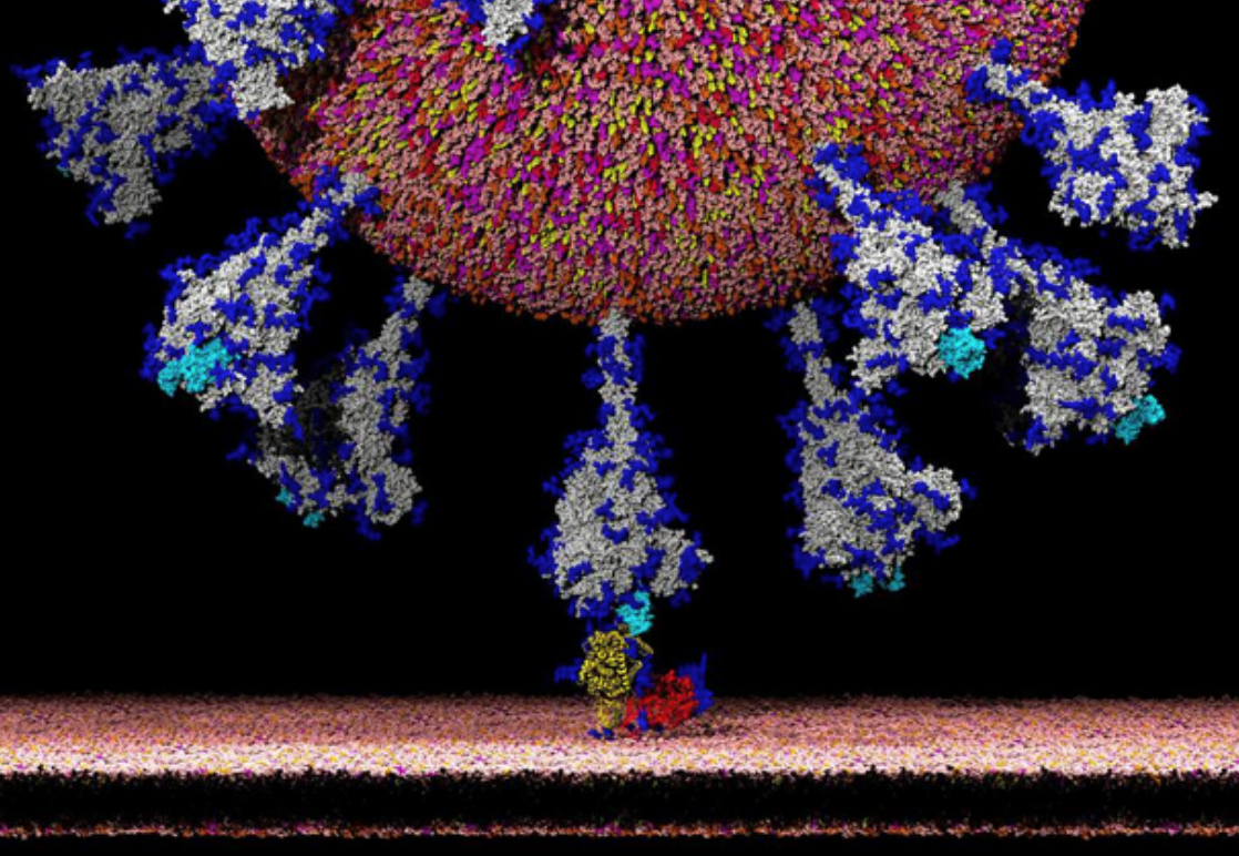 COVID-19 habría penetrado hasta cerebro de pacientes, según autopsias