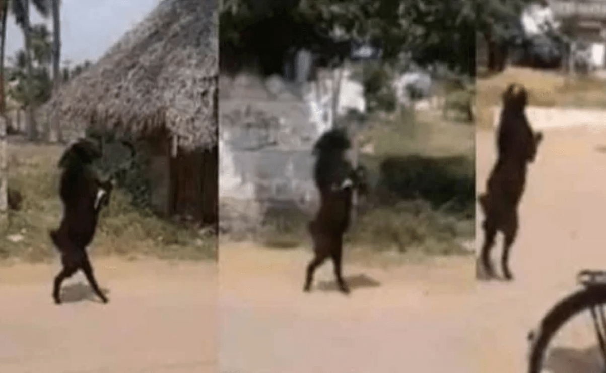 ¿Una cabra caminando?, es que es martes 13 y del 2020