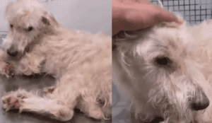 Exigen “justicia para Bruno”, un perrito víctima de maltrato animal