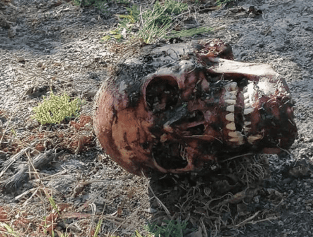 Hallan cráneo descarnado en León, Guanajuato