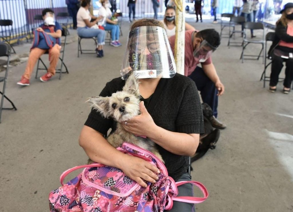 En Iztapalapa quieren cerrar el año con 20 mil esterilizaciones gratuitas de mascotas