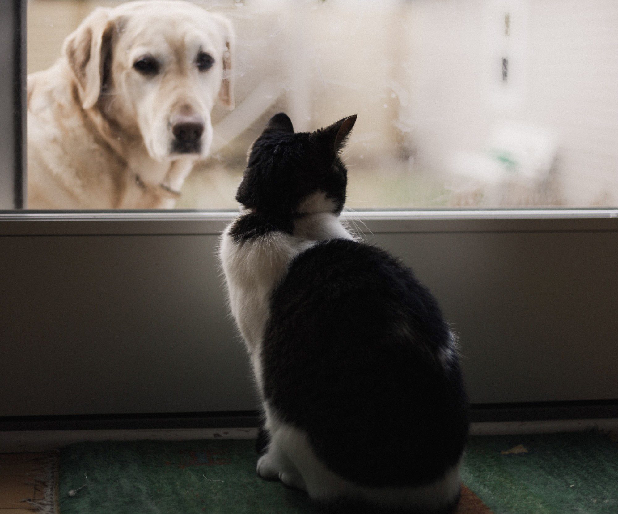 ¡Cuidado! Activistas de Neza denuncian campaña hechiza de vacunación contra la rabia #VIDEO