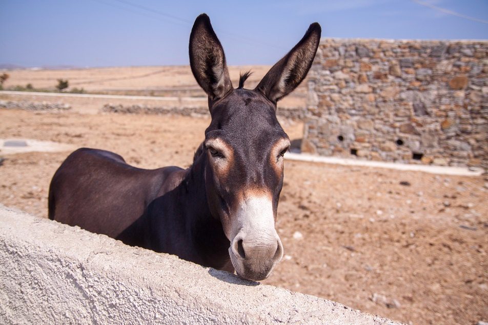 Lo que faltaba... ahora descubren un parásito en burros que puede afectar a humanos