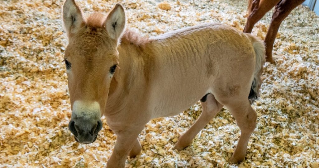 "Kurt" el caballo clonado del zoológico de San Diego #IMÁGENES