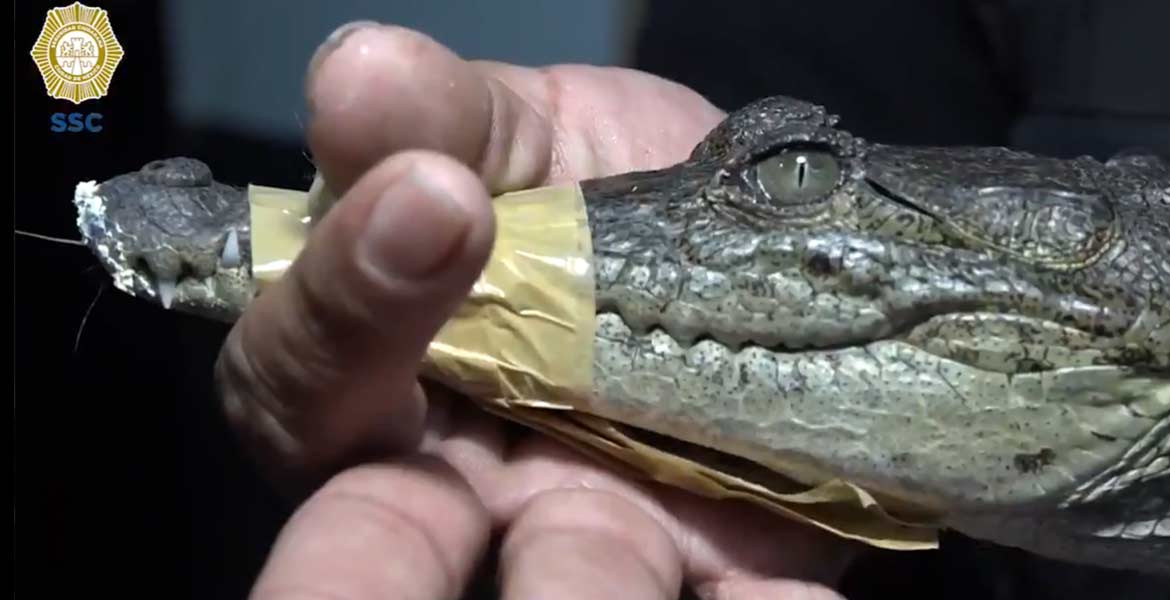 Dejan cocodrilo en la puerta de una casa, en Gustavo A. Madero #VIDEO