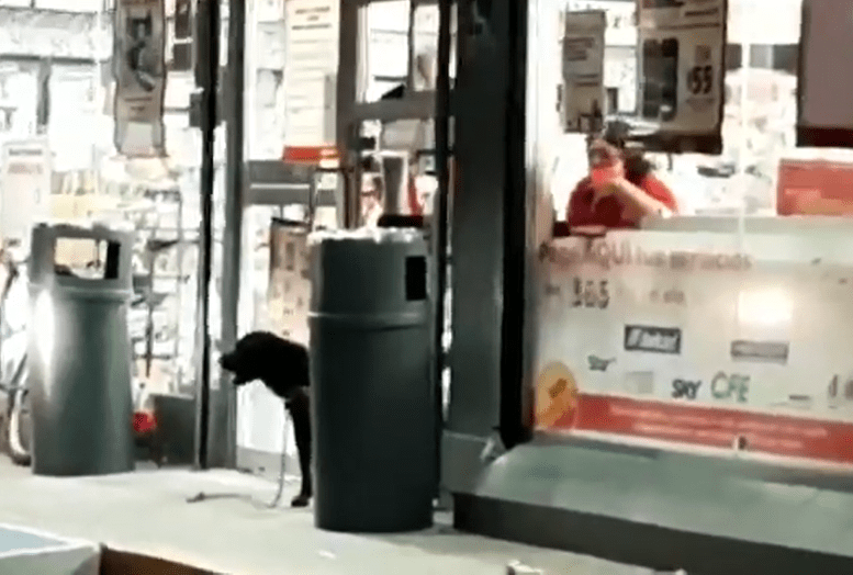 Perrito "secuestra" tienda y toma a clientes de rehenes en Campeche #VIDEO