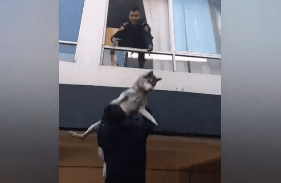 En la Nápoles, perrito es rescatado por los policías al quedar atrapado en un incendio #VIDEO