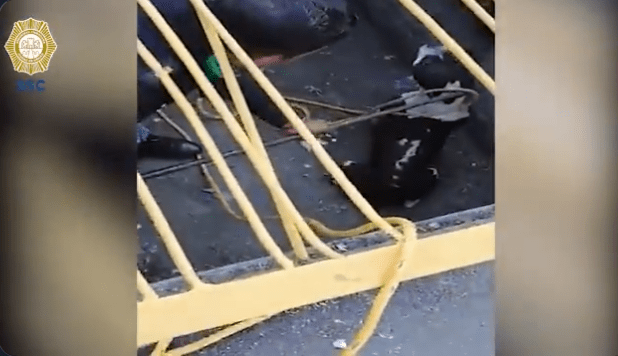 Personal de la Brigada de Vigilancia Animal rescata en Iztapalapa a una perrita atrapada en una coladera #VIDEO