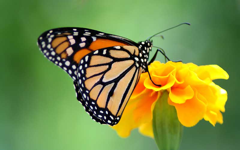 Santuarios de la mariposa monarca podrían no abrirse al público este año