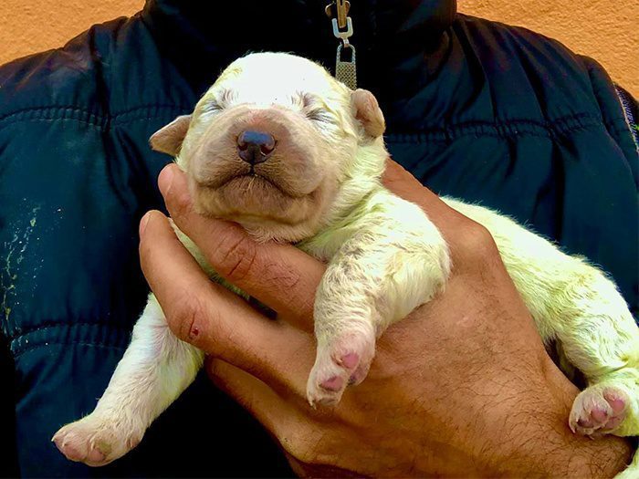 "Pistacho", la historia del perrito italiano que nació verde
