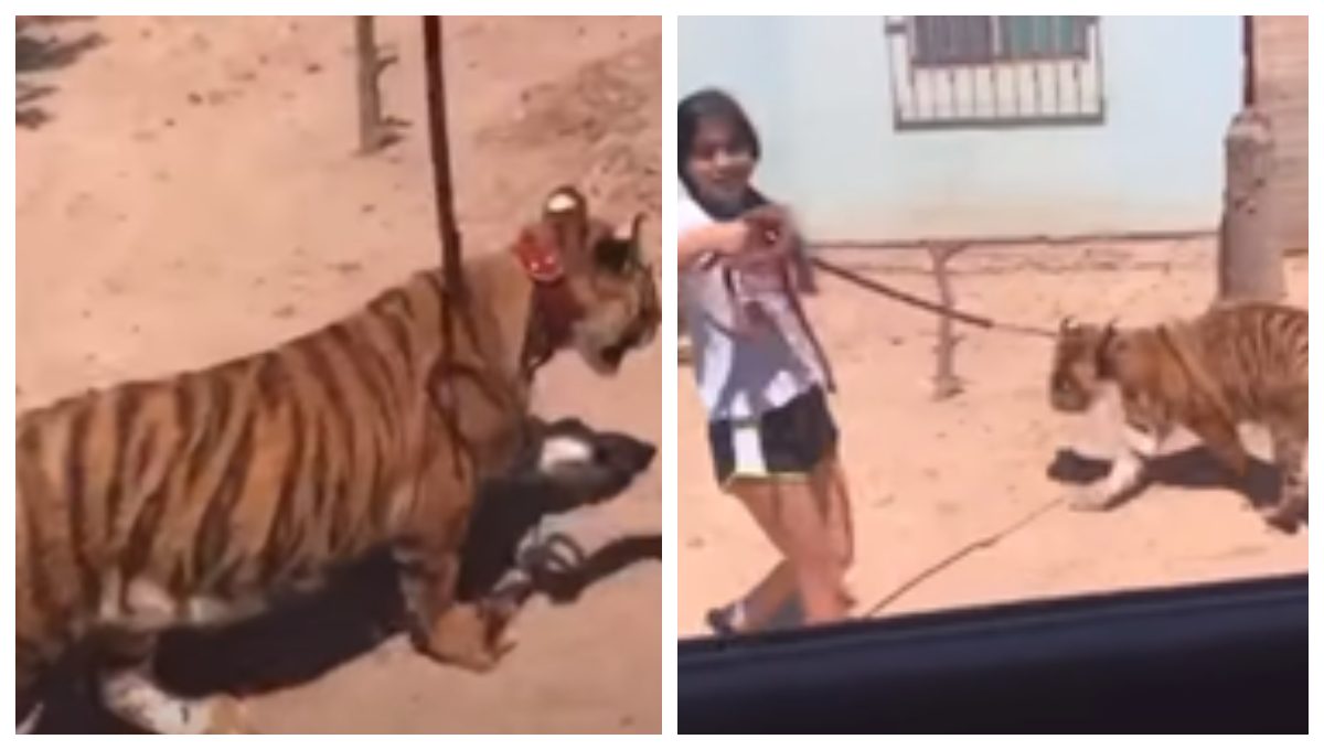 Niña pasea tigre de bengala, en calles de Sinaloa #VIDEO