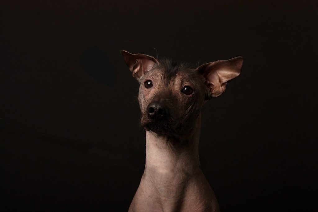 El xoloitzcuintle y su importante trabajo en el Mictlán