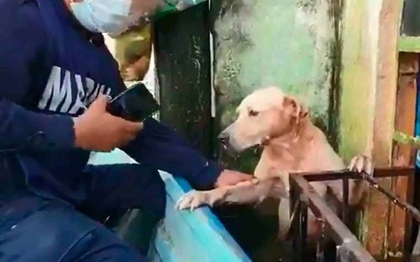 Aferrado a una herrería, marinos rescatan a perrito en Tabasco #VIDEO