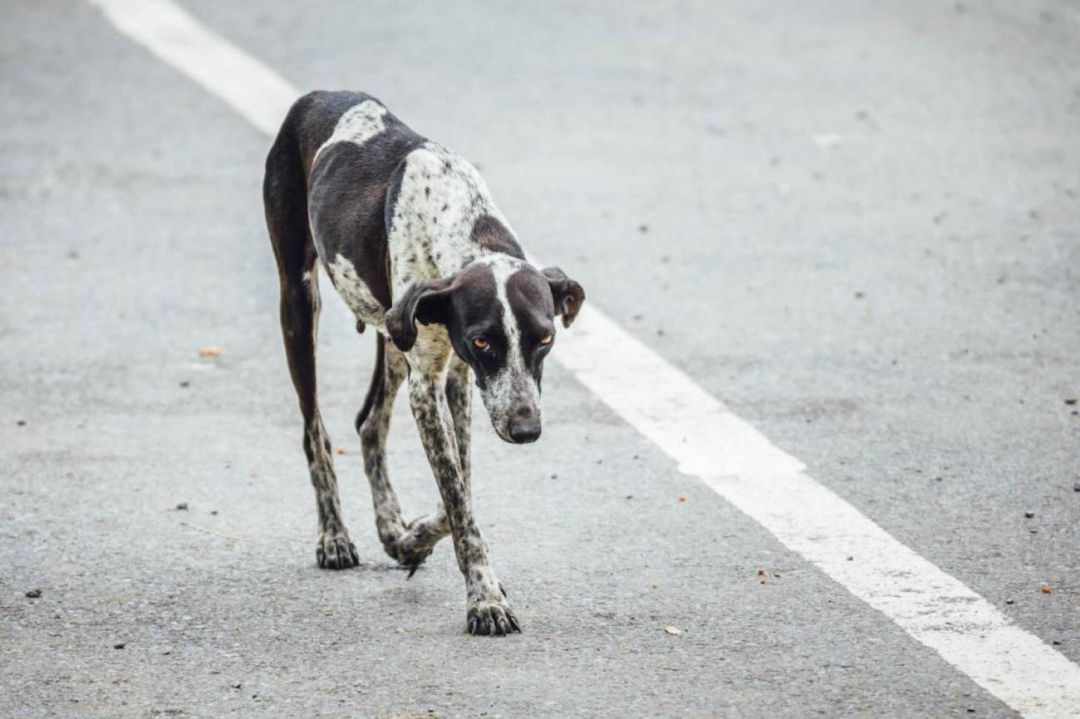 Proponen 6 años de cárcel para quien abandone animales