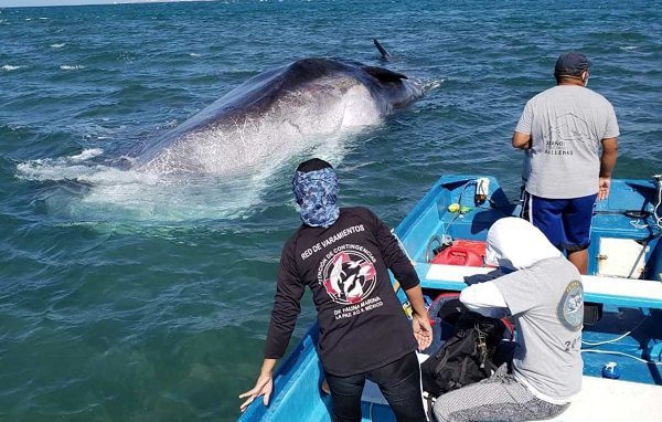 Muere cachalote de 20 metros varado en playas de Baja California