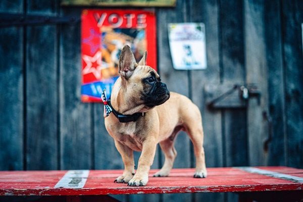 Durante comicios, un pueblo de EU elige a un perrito como su alcalde