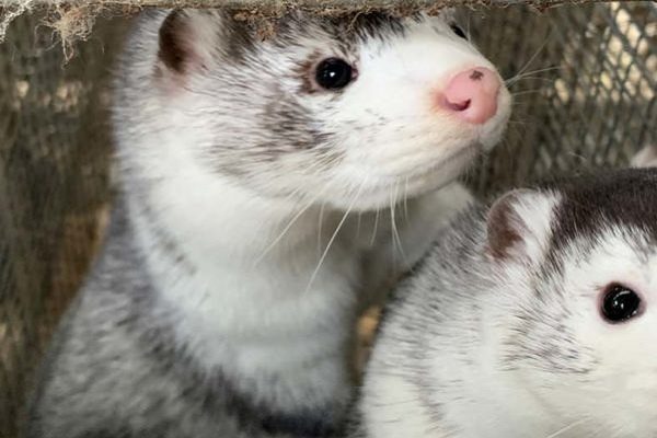 Se ha detectado en seis países la nueva mutación del Covid-19