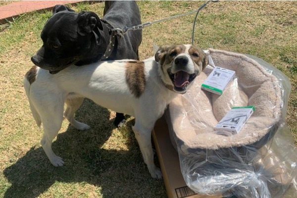 Estudiantes crean lista para apoyar perros en refugio del Metro CDMX