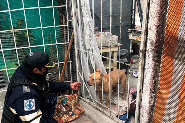 Rescatan perrito abandonado tras asesinato de menores mazahuas