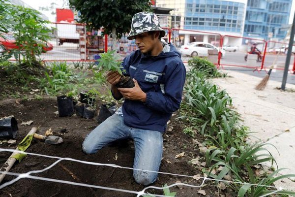 Comisiones del Senado aprueban dictamen para consumo de mariguana