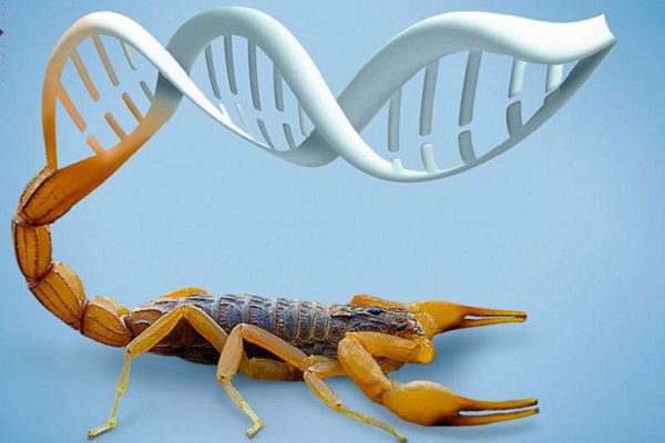 Con veneno de alacrán, UNAM desarrolló toxina que inhibe el cáncer