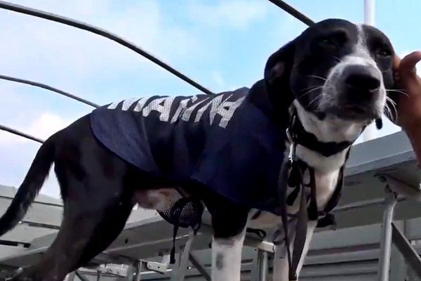 Semar rescata segundo perrito de inundaciones en Tabasco #VIDEO
