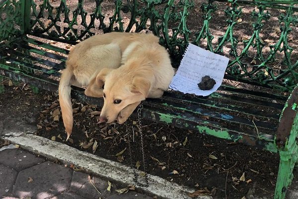 Abandonan a perrito en banca de CDMX con nota de disculpa