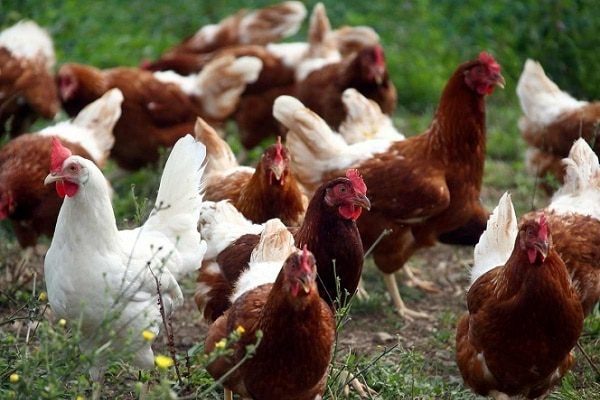 Holanda sacrificará 190 mil aves tras detectar brote de gripe aviar