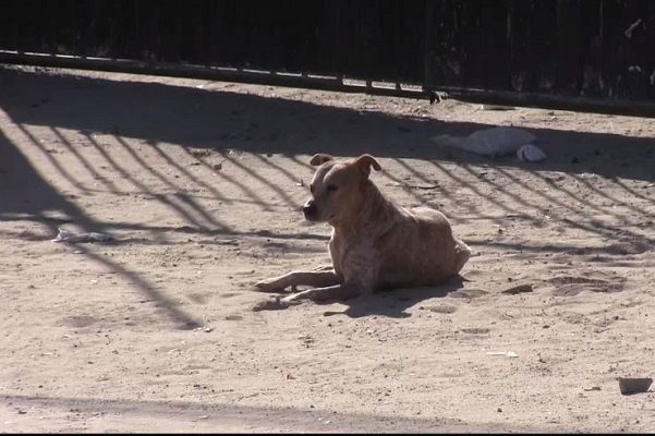 Pequeño muere tras ataque de Pitbull, en Ciudad Juárez
