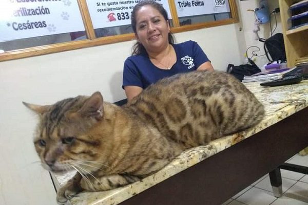 Tras confundirlo con un leopardo, rescatan en Tampico a enorme gato